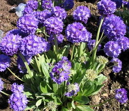 Примула мелкозубчатая «Blue Selection» (Primula denticulata «Blue Selection»)