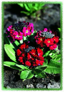 Примула мелкозубчатая «Рубин» (Primula denticulata «Rubin»)