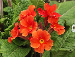 Примула полиантовая, многоцветковая «Don Keefe» (Рrimula poliantha «Don Keefe»)