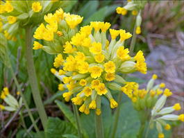 Примула весенняя «Cabrillo yellow» (Primula veris «Cabrillo yellow»)