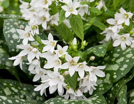 Медуница лекарственная «Sissinghurst White» (Pulmonaria officinalis «Sissinghurst White»)