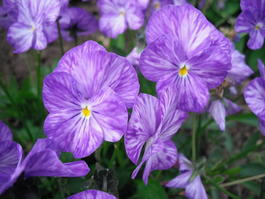 Фиалка рогатая «Колумбиана» (Viola сornuta «Columbine»)