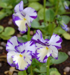 Фиалка рогатая «Rebecca» (Viola cornuta «Rebecca»)