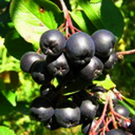 Арония черноплодная (Aronia melanocarpa)