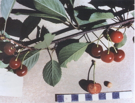 Вишня обыкновенная Аморель розовая (Аморель) (Cerasus vulgaris Amorel rozovaya)