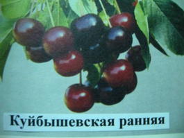 Вишня обыкновенная «Куйбышевская ранняя» (Cerasus vulgaris «Kujbyshevskaya rannyaya»)