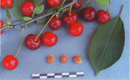 Вишня обыкновенная Любская (Cerasus vulgaris Lyubskaya)