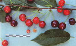 Вишня обыкновенная Молодежная (Cerasus vulgaris Molodezhnaya)