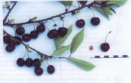 Вишня обыкновенная Россошанская черная (Cerasus vulgaris Rossoshanskaya chernaya)
