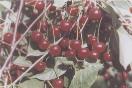 Вишня обыкновенная Уральская рубиновая (Cerasus vulgaris Uralskaya rubinovaya)
