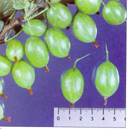 Крыжовник Гроссуляр (Grossularia reclinata Grossulyar)