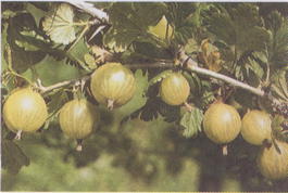 Крыжовник Русский желтый (Grossularia reclinata Russkii zheltyii)