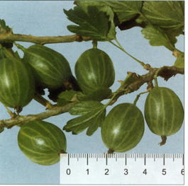 Крыжовник Уральский изумруд (Grossularia reclinata Uralskii izumrud)