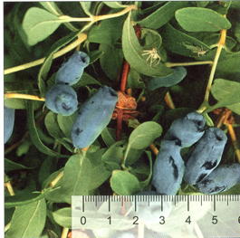 Жимолость синяя ф.съедобная Изюминка (Lonicera coerulea f.edulis Izyuminka)