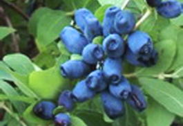 Жимолость синяя ф.съедобная Нимфа (Lonicera coerulea f.edulis Nimfa)