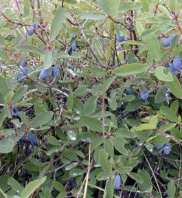 Жимолость синяя ф.съедобная Павловская (Lonicera coerulea f.edulis Pavlovskaya)
