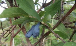 Жимолость синяя ф.съедобная «Славянка» (Lonicera coerulea f.edulis «Slavyanka»)
