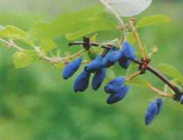 Жимолость синяя ф.съедобная «Влада» (Lonicera coerulea f.edulis «Vlada»)