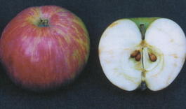 Яблоня домашняя «Анис Полосатый» (Malus domestica «Anis polosatyj»)