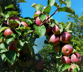 Яблоня домашняя «Белорусское малиновое» (Malus domestica «Belorusskoe malinovoe»)