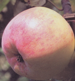 Яблоня домашняя Болотовское (Malus domestica Bolotovskoe)