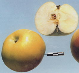 Яблоня домашняя «Имрус» (Malus domestica «Imrus»)