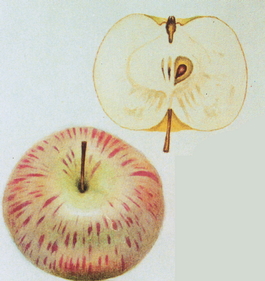 Яблоня домашняя Коричное полосатое (Коричное) (Malus domestica Korichnoe polosatoe)
