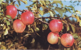 Яблоня домашняя Курнаковское (Malus domestica Kurnakovskoe)
