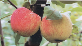 Яблоня домашняя Мелба (Malus domestica Melba)