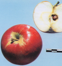 Яблоня домашняя Орлик (Malus domestica Orlik)