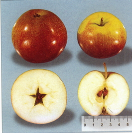 Яблоня домашняя Орловское полосатое (Malus domestica Orlovskoe polosatoe)