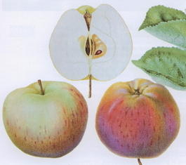 Яблоня домашняя « Осеннее полосатое» (Malus domestica «Osennee polosatoe»)