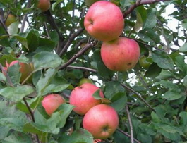 Яблоня домашняя Осенняя радость (Malus domestica Osennyaya radost)