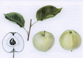 Яблоня домашняя Белый налив (Папировка) (Malus domestica Belyi naliv)