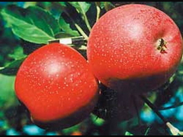 Яблоня домашняя Солнышко (Malus domestica Solnyshko)