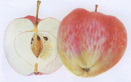 Яблоня домашняя Суйслепское (Малиновка) (Malus domestica Suislepskoe)