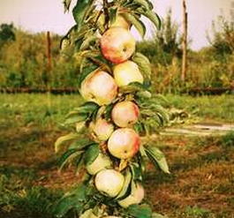 Яблоня домашняя колоновидная «Васюган» (Malus domestica «Vasyugan»)