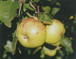 Яблоня домашняя Винное (Malus domestica Vinnoe)