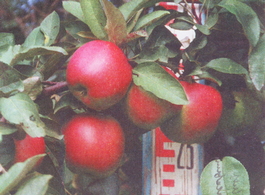 Яблоня Зимняя Красавица (Malus domestica Zimnyaya krasavitsa)