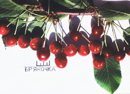 Черешня Бряночка (Prunus avium Bryanochka)