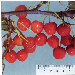 Черешня Брянская розовая (Prunus avium Bryanskaya rozovaya)
