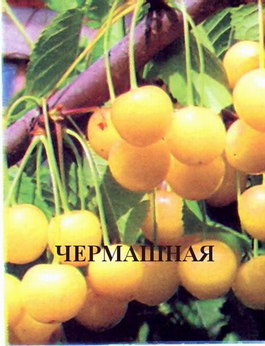 Черешня Чермашная (Prunus avium Cheremashnaya)