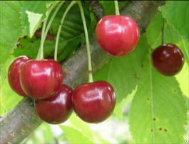 Черешня «Гронковая» (Prunus avium «Gronkovay»)