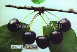Черешня Ипуть (Prunus avium Iput)