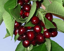 Черешня «Мичуринская поздняя» (Prunus avium «Michurinskaya pozdnyaya»)