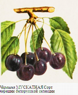 Черешня Мускатная (Prunus avium Muskatnaya)