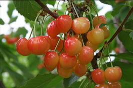 Черешня «Наслаждение» (Prunus avium «Naslagdenie»)