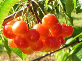 Черешня «Соперница» (Prunus avium «Sopernica»)