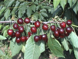 Черешня Сюбаровская (Prunus avium Syubarovskaya)