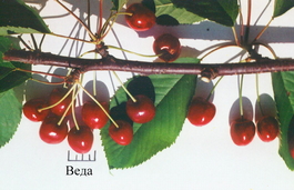 Черешня Веда (Prunus avium Veda)